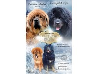 tibetan mastiff for sale gumtree